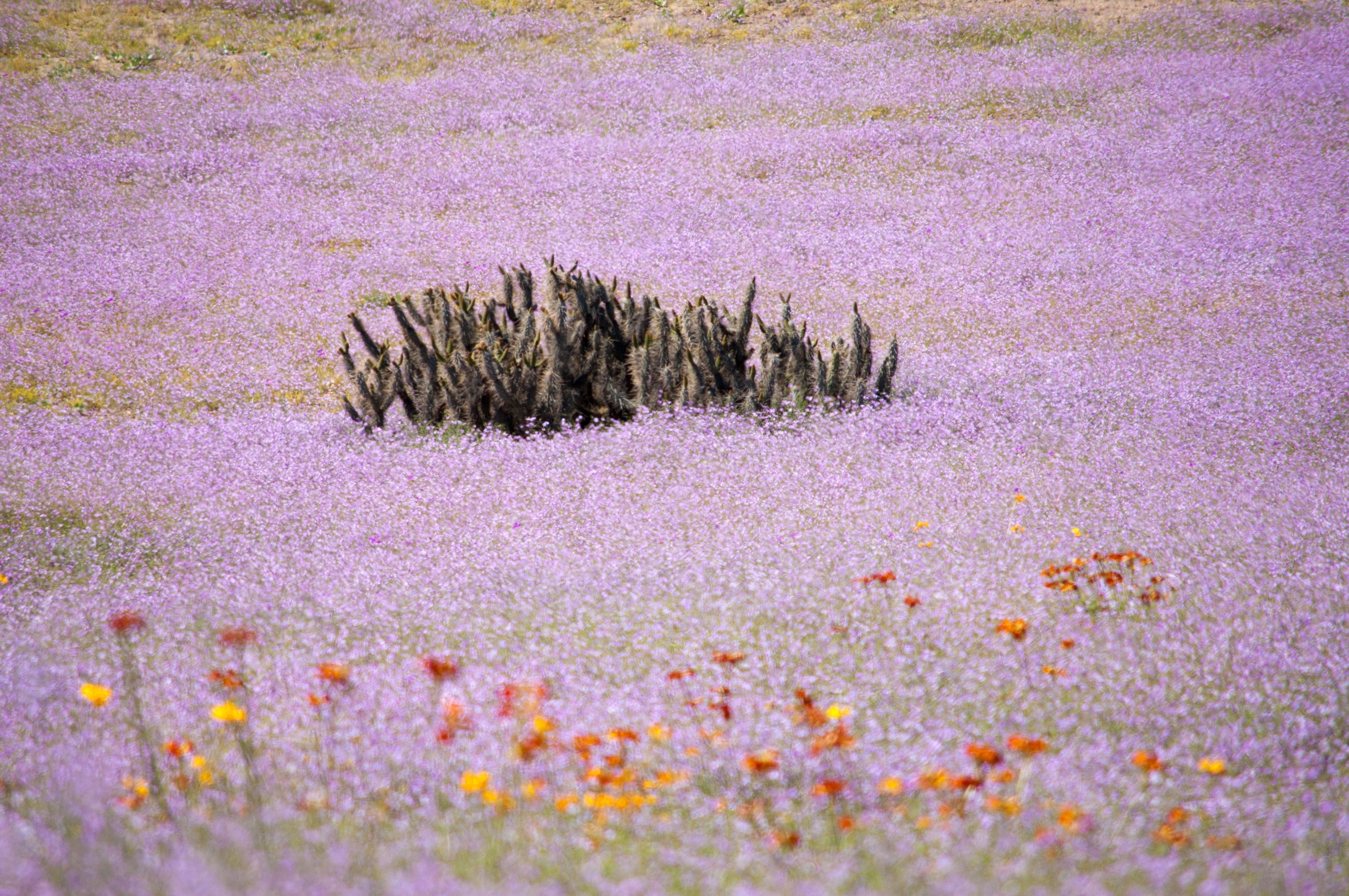 Ruta desértica por el norte de Chile