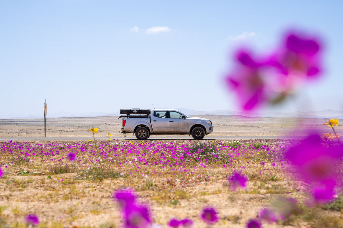 Así vivimos el 18 en el norte: Desierto Florido, tormenta y cachalotes en Chañaral de Aceituno
