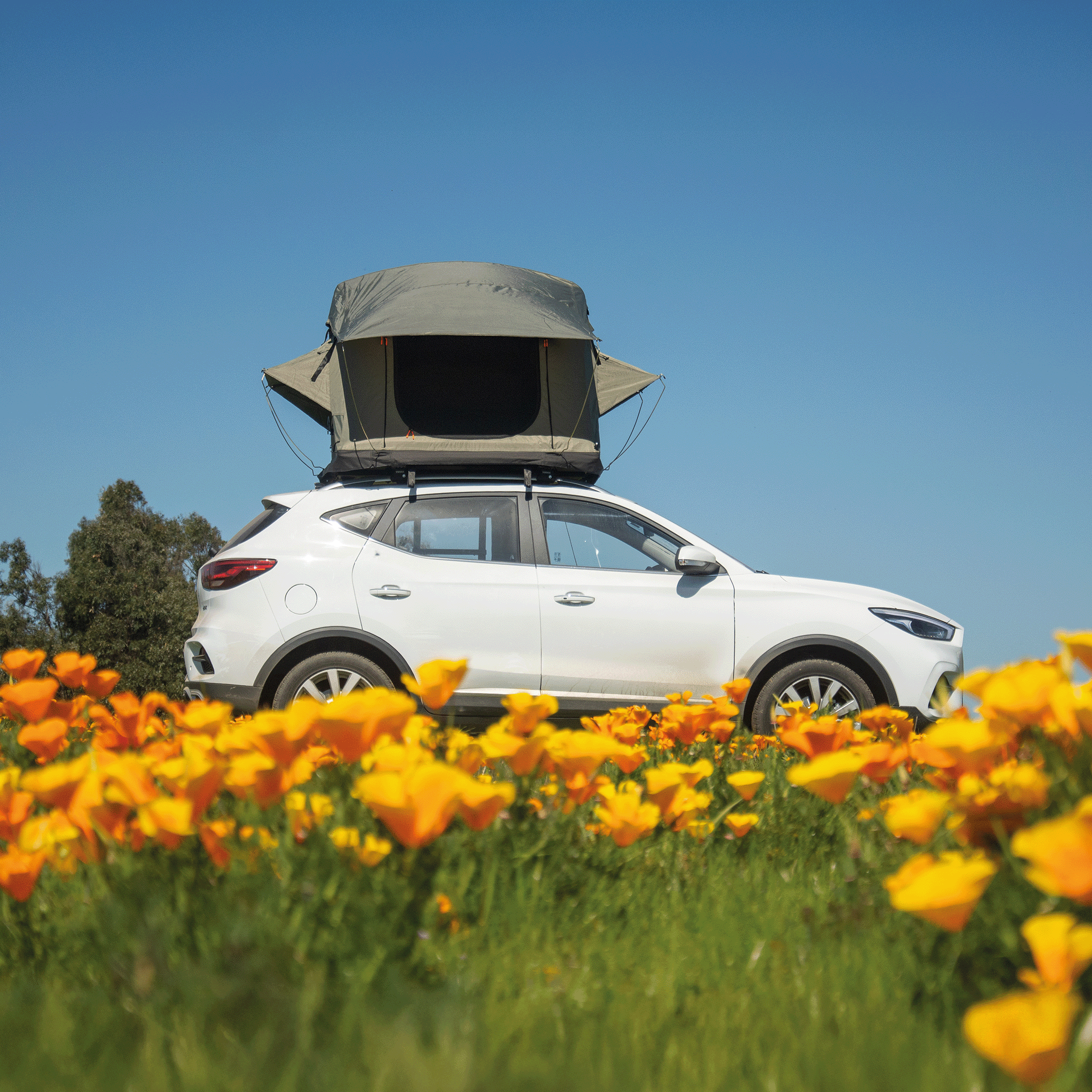 Carpa de Techo Expedición